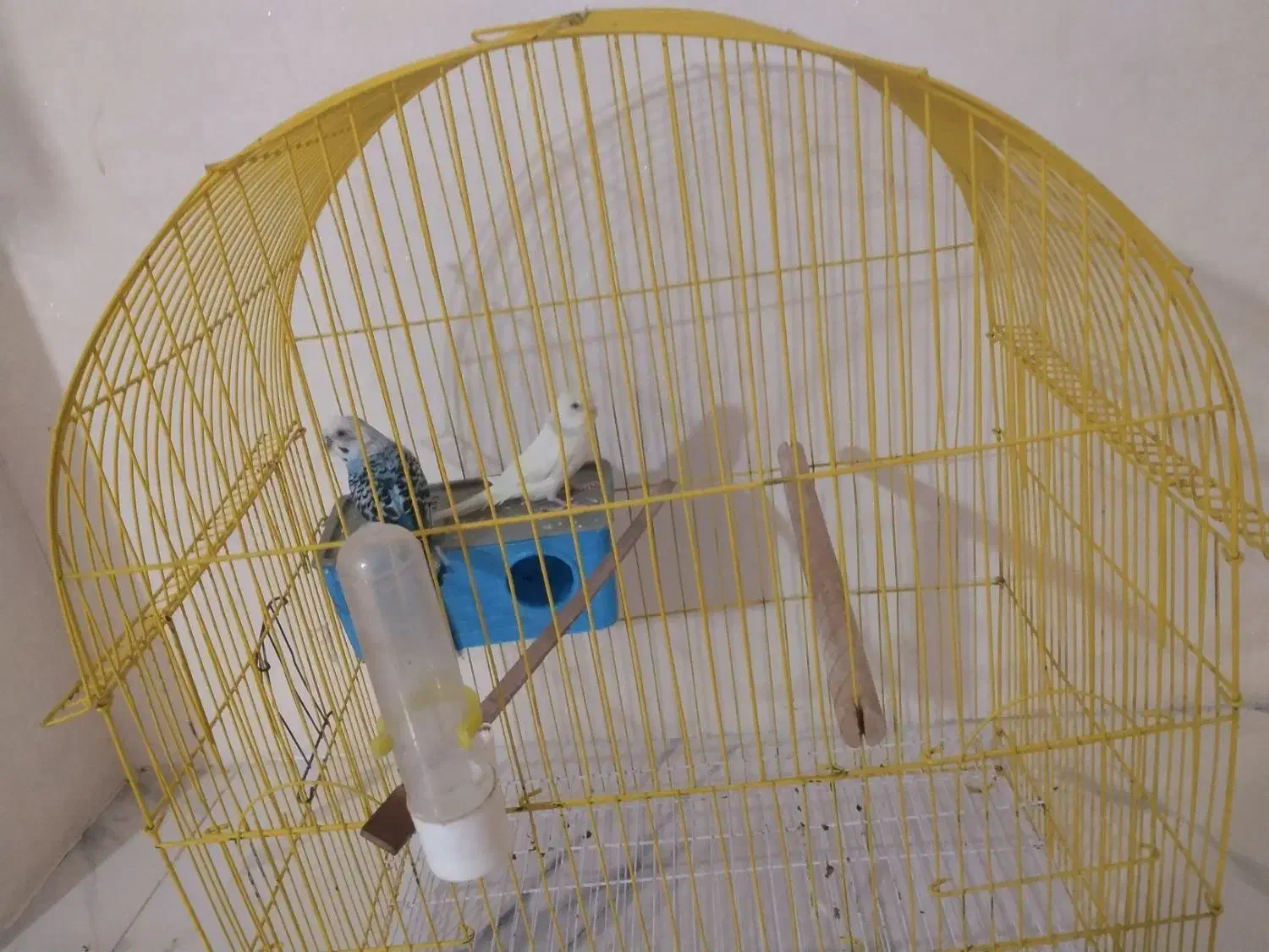 مرغ عشق|پرنده|ارومیه, |دیوار