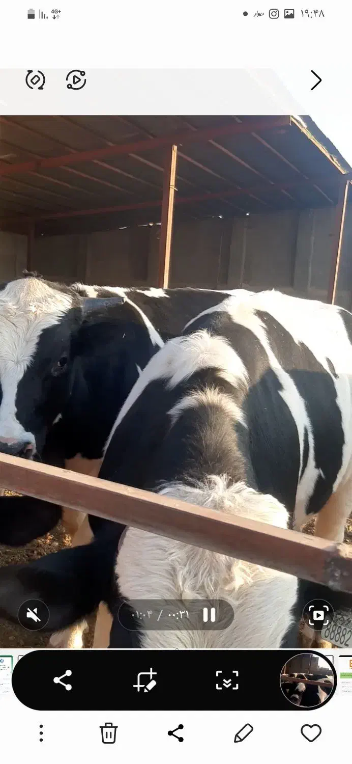 گوساله چاق|حیوانات مزرعه|تاکستان, |دیوار