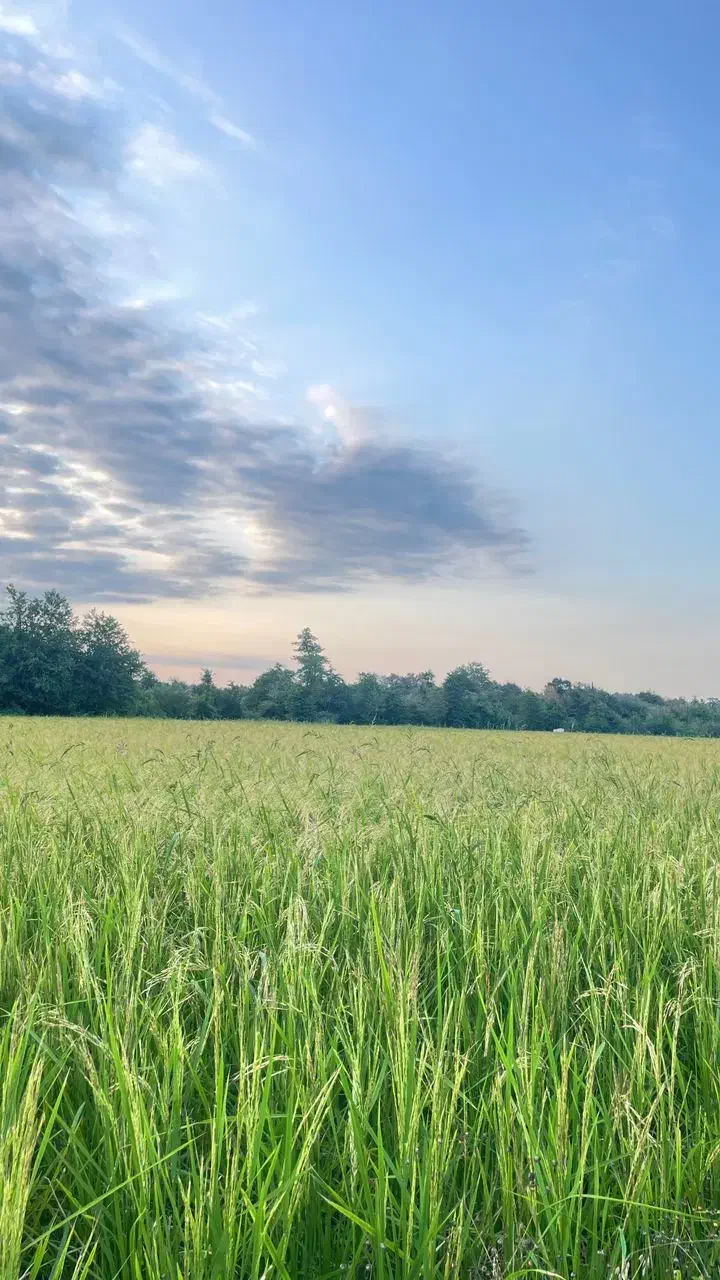 مزرعه ۲/۵۶۴متر مناسب سرمایه‌گذاری در تالش‌دیگه‌سرا|فروش دفتر صنعتی، کشاورزی، تجاری|اسالم, |دیوار