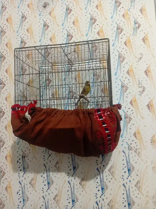 قناری|پرنده|یزد, |دیوار