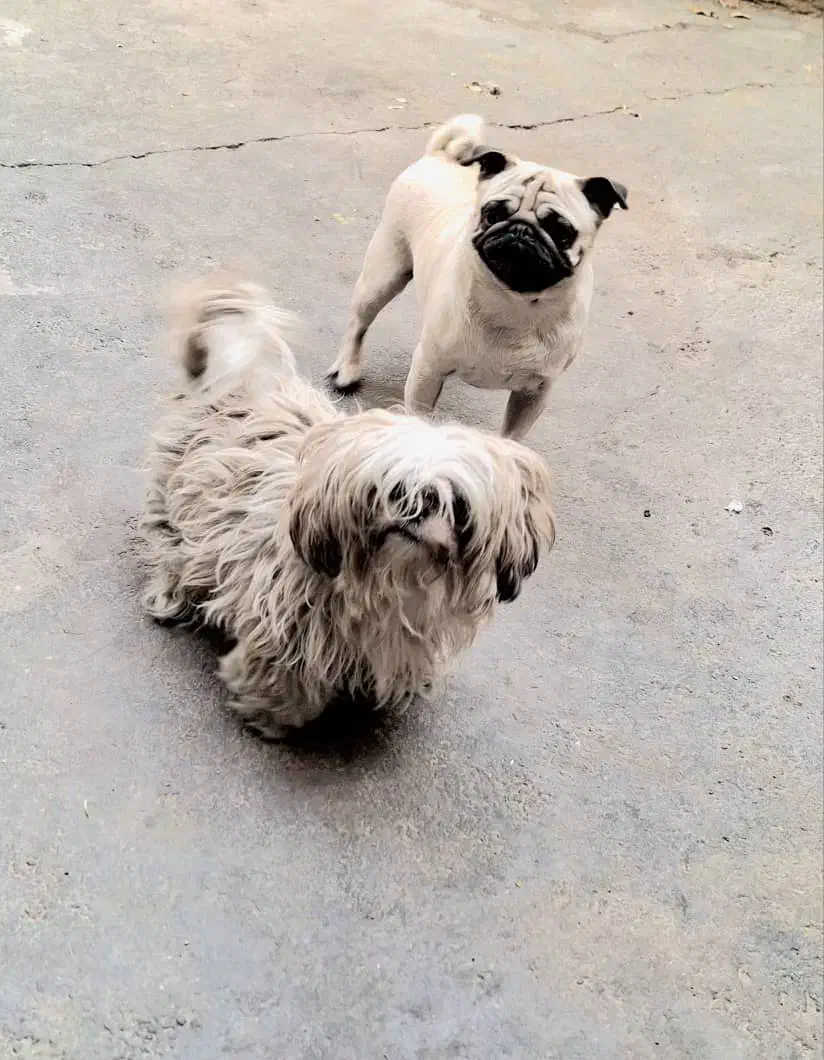 واگذاری سگ شیتزو کرای وپاگ|سگ|ارومیه, |دیوار