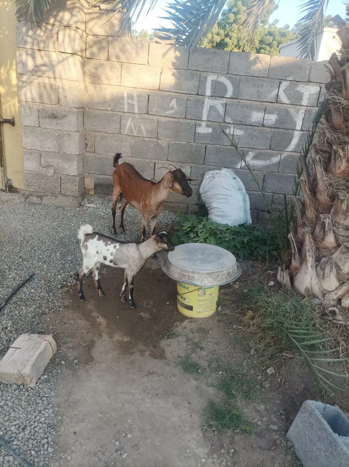 بز دورگ سومال به همراه گیسه،قیمت مقطوع|حیوانات مزرعه|میناب, |دیوار