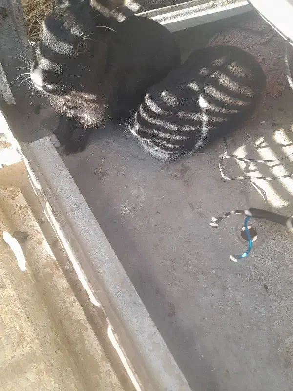 ۳ عدد خرگوش|موش و خرگوش|مسجد سلیمان, |دیوار