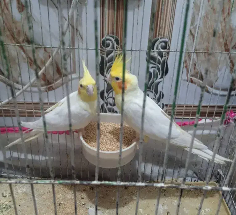 جفت عروس هلندی لوتینیو مولد|پرنده|رامشیر, |دیوار