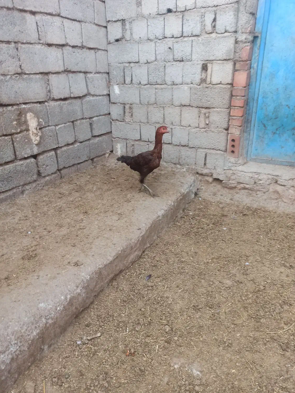 دو تا مرغ لاری اصل|حیوانات مزرعه|نقده, |دیوار