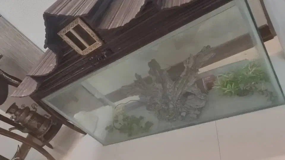 آکواریوم تمیز|ماهی|شاهین‌شهر, عطار|دیوار