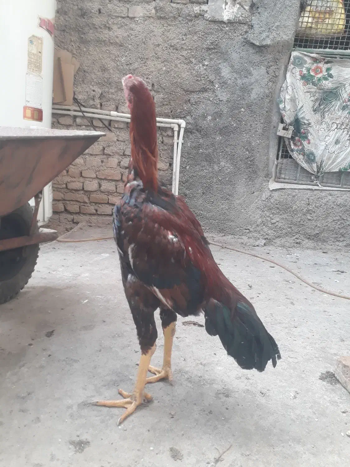 جوجه خروس لاری نسل دار|حیوانات مزرعه|مزرعه کتول, |دیوار