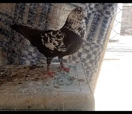کبوتر|پرنده|شیراز, کوشک میدان|دیوار