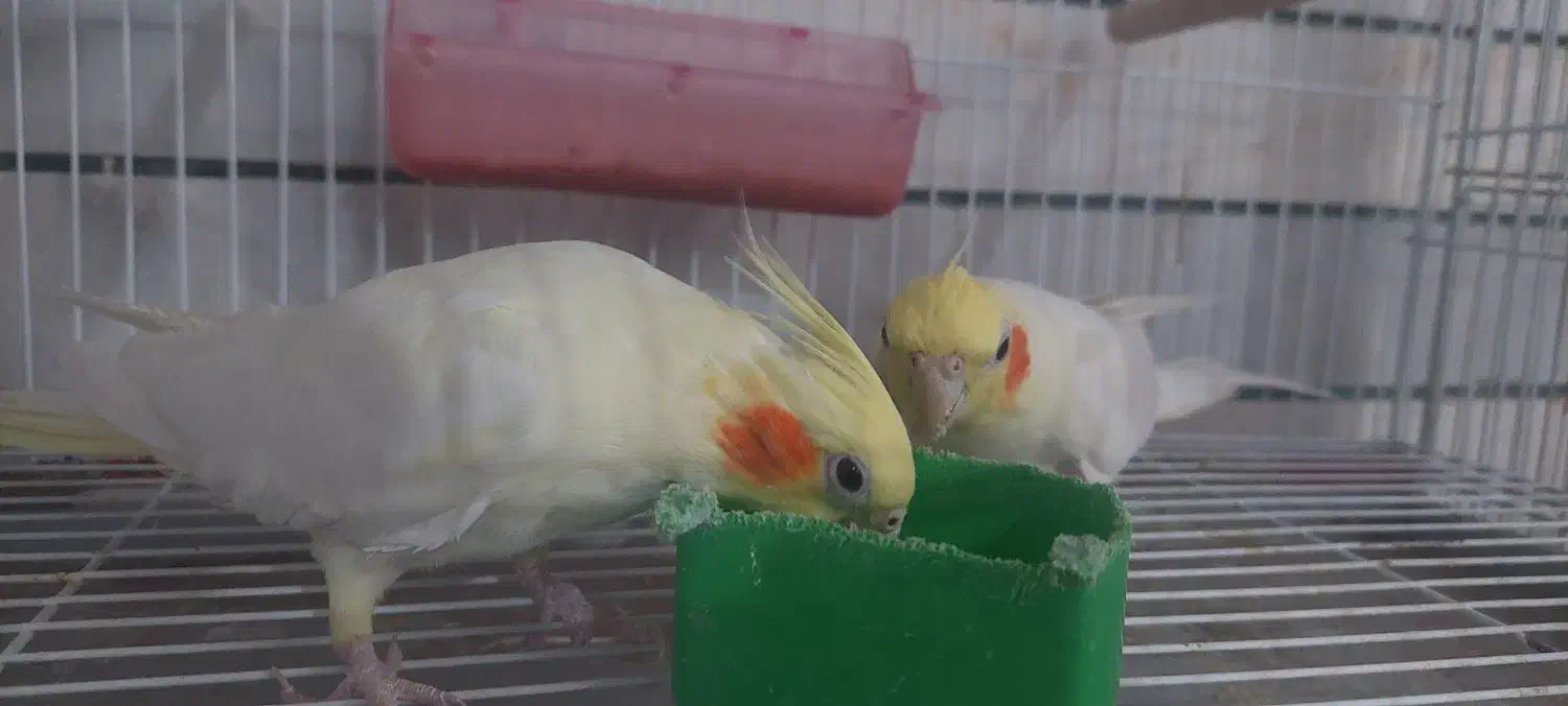 فروش جفت کوتوله و عروس هلندی خاص و زیبا|پرنده|فردوس (خراسان), |دیوار