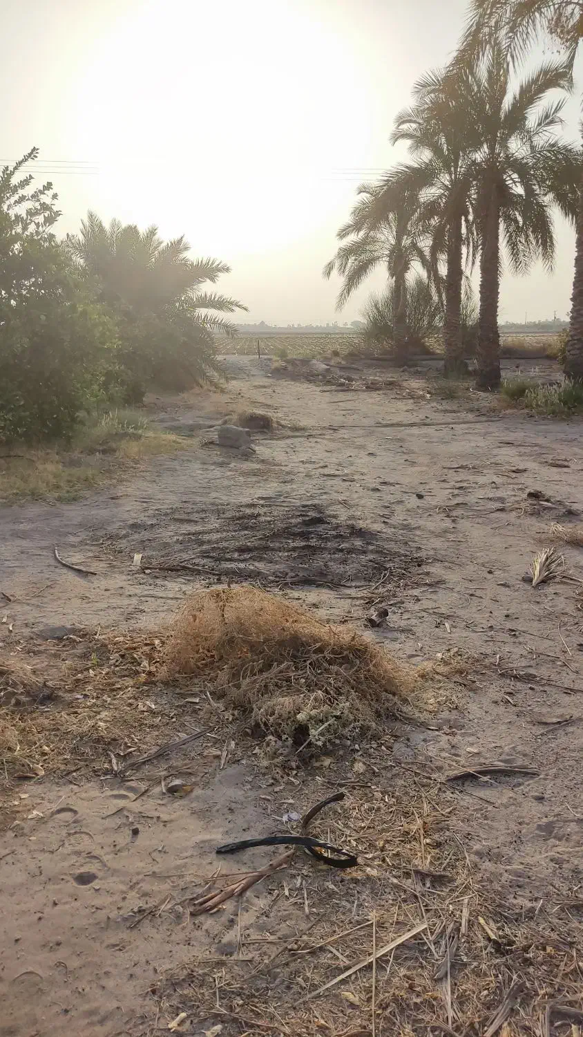 اجاره نیم هکتار زمین کشاورزی جهاد آباد (قطره ای)|اجارهٔ دفتر صنعتی، کشاورزی، تجاری|عنبرآباد, |دیوار