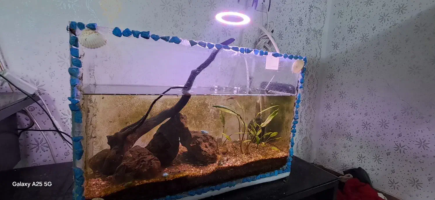 اکواریوم ۵۰ سانتی پلنت با لوازم و ماهی|ماهی|رشت, حومه رشت|دیوار