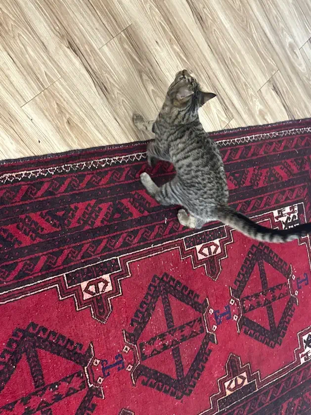 گربه|گربه|تهران, ظفر|دیوار