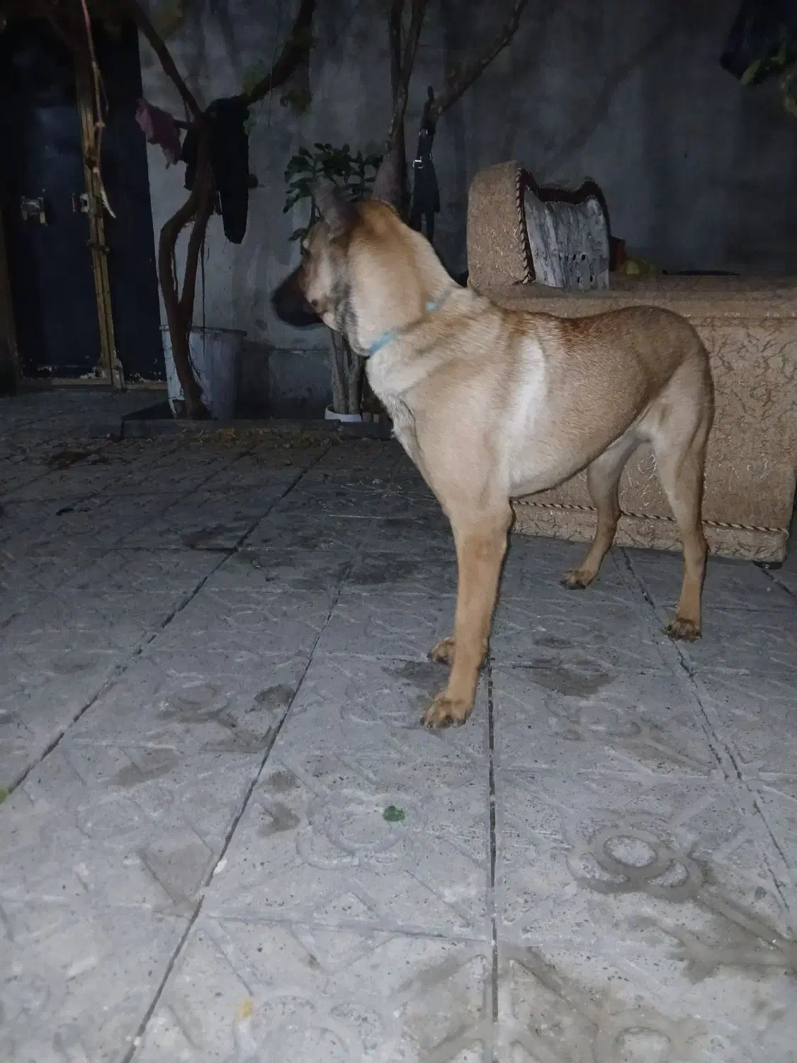 سگ مالینیوز|سگ|کرمانشاه, |دیوار