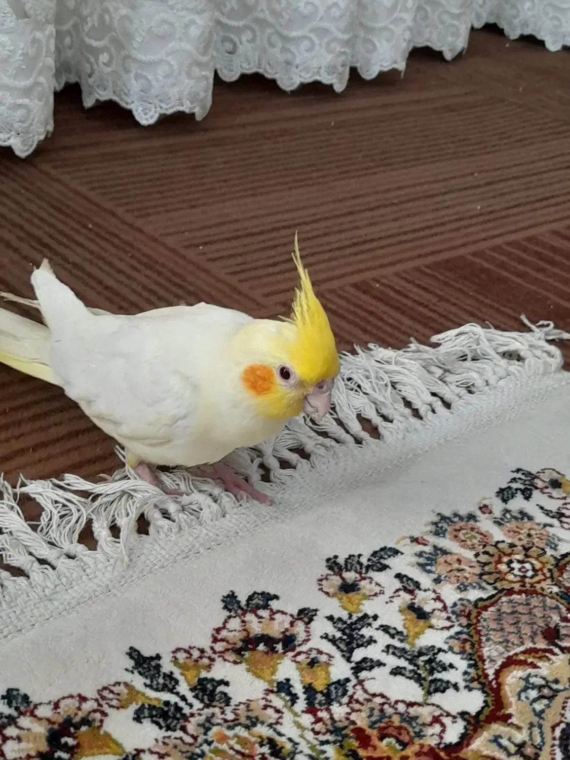 عروس هلندی|پرنده|دزفول, |دیوار