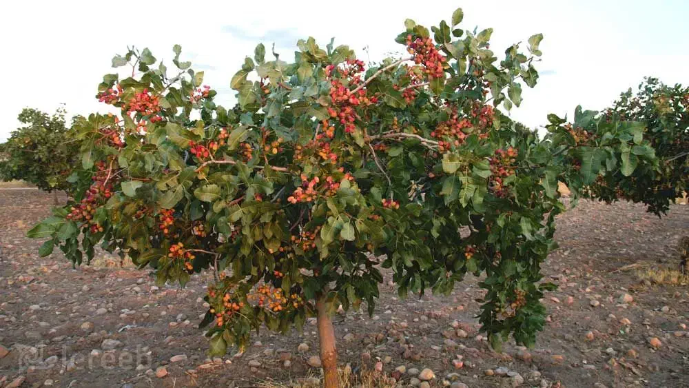 فروش نهال پسته اکبری|خدمات باغبانی و درختکاری|کرمان, |دیوار