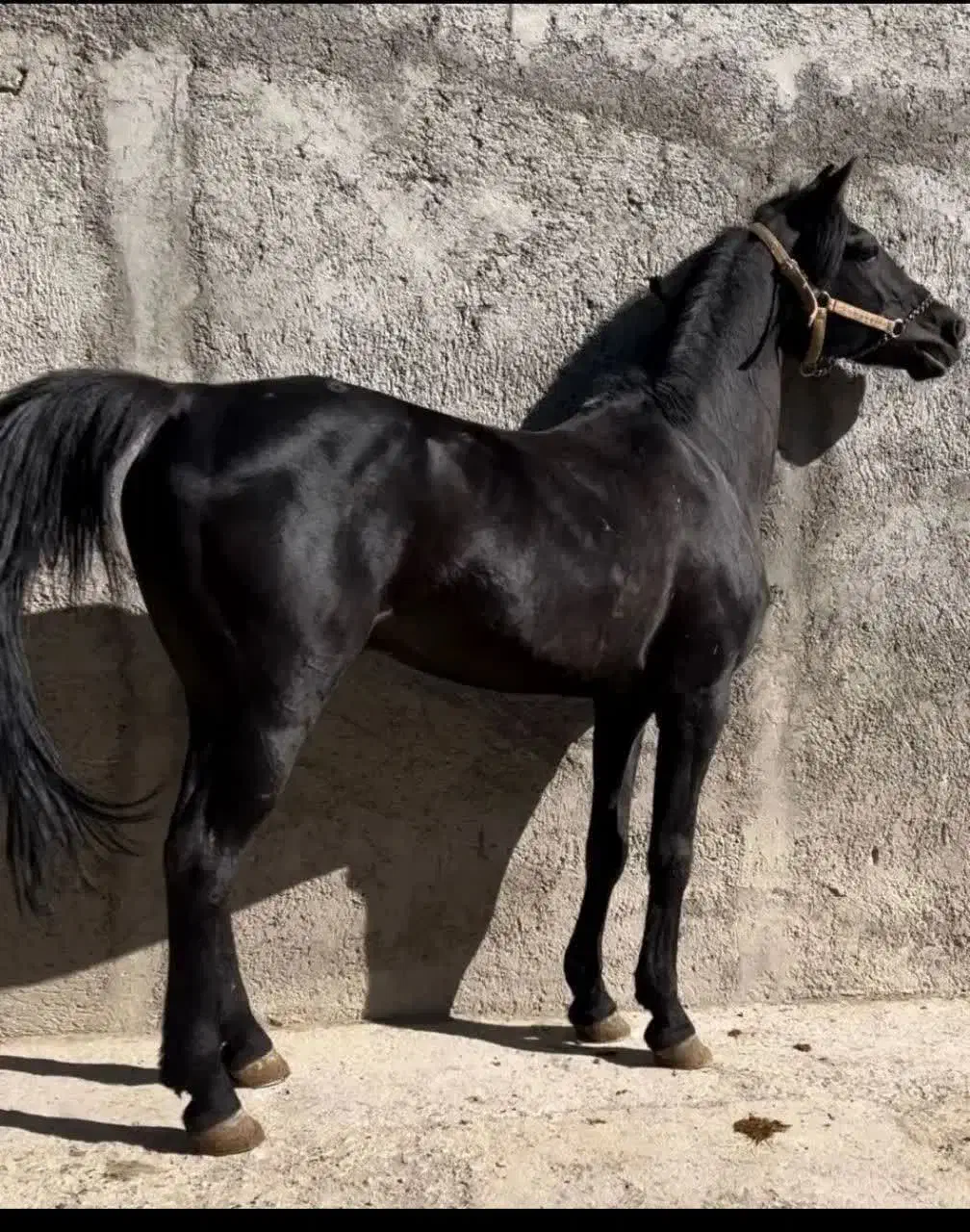 اسب عرب نر|اسب و تجهیزات اسب‌سواری|برازجان, |دیوار