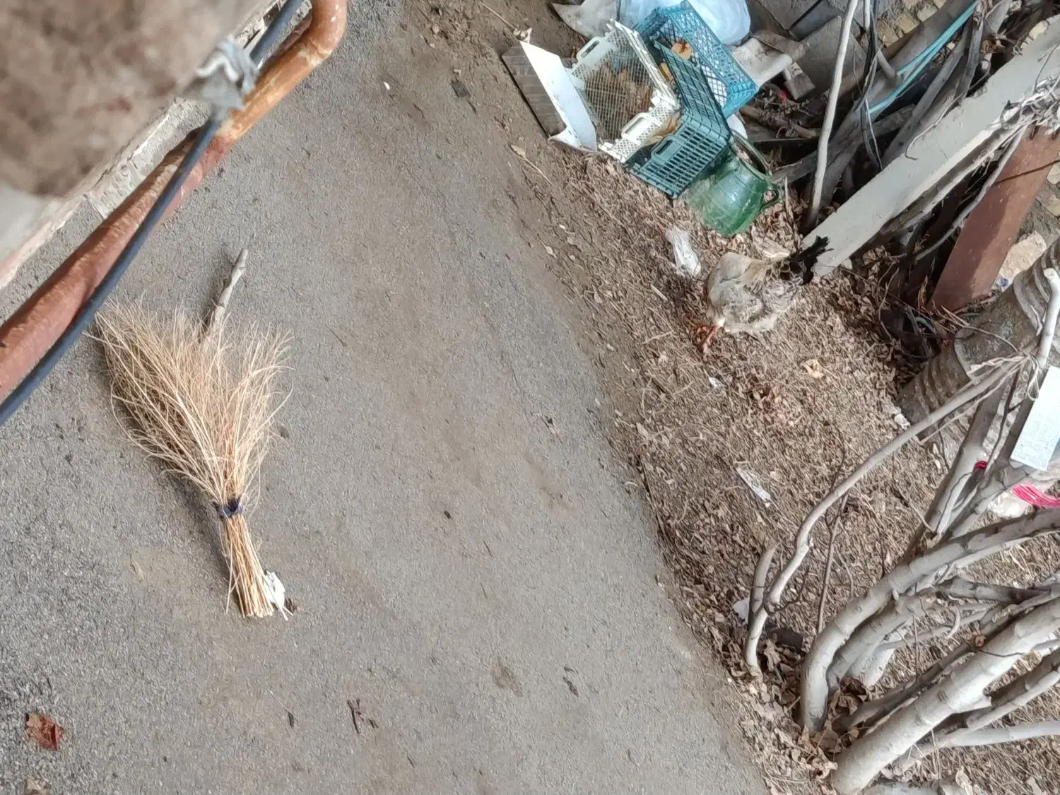 خروس|حیوانات مزرعه|نوشین شهر, |دیوار