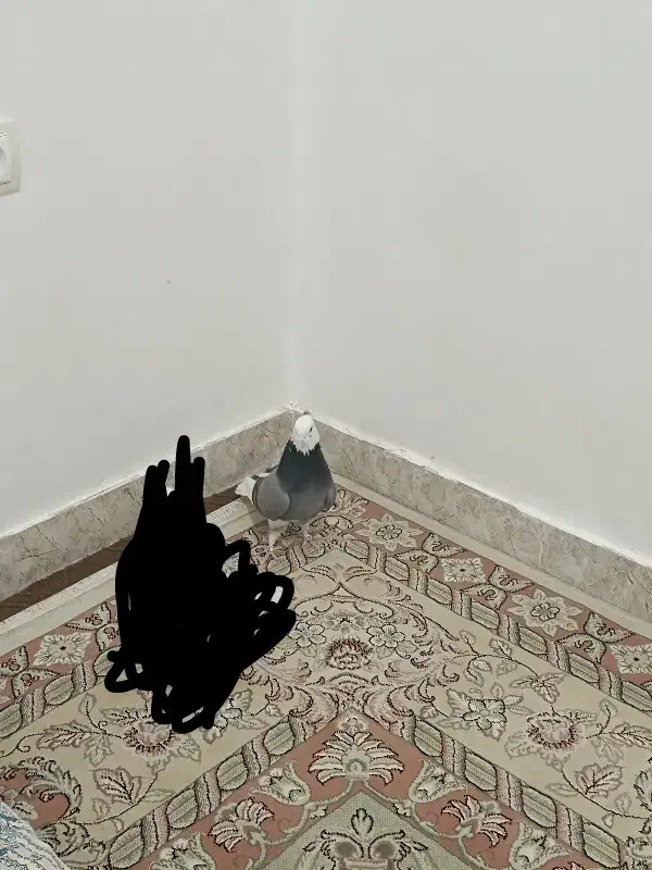 کبوتر گمشده...|پرنده|سیلوانه, |دیوار