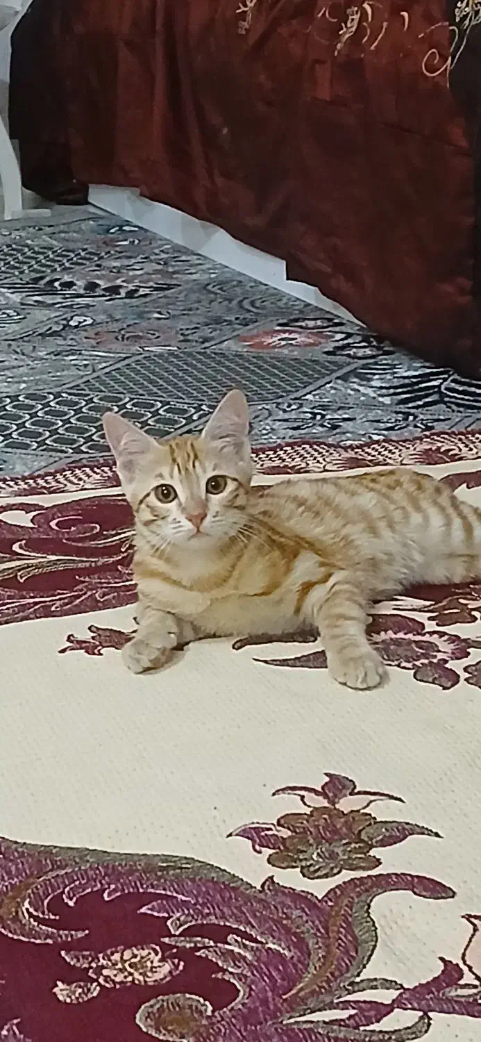 گربه تازه رفته تو ۳ماه|گربه|ساوه, |دیوار