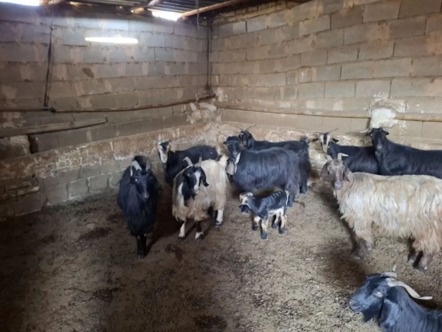 بز و کهره ۵۰ روزه|حیوانات مزرعه|پاسارگاد, |دیوار