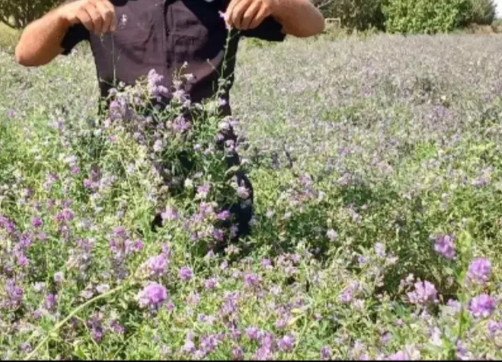 بذر قره یونجه آذربایجان|خدمات باغبانی و درختکاری|تهران, آبشار|دیوار