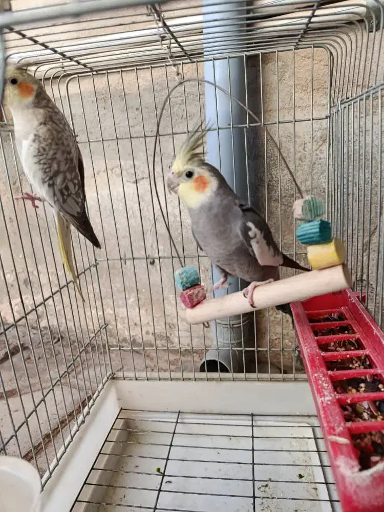 طوطی عروس هلندی|پرنده|محمدیه-قزوین, |دیوار