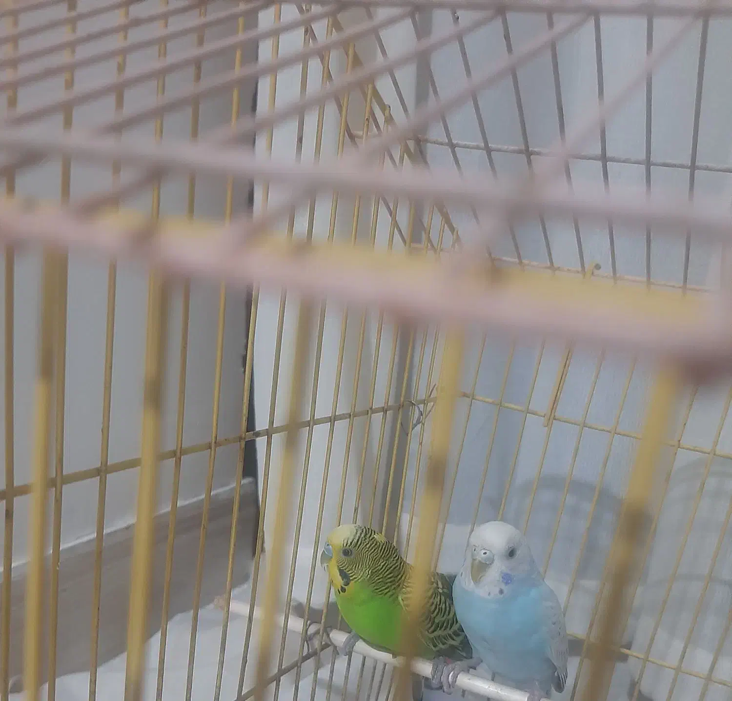 فروش یک جفت مرغ عشق با قفس|پرنده|جیرفت, |دیوار