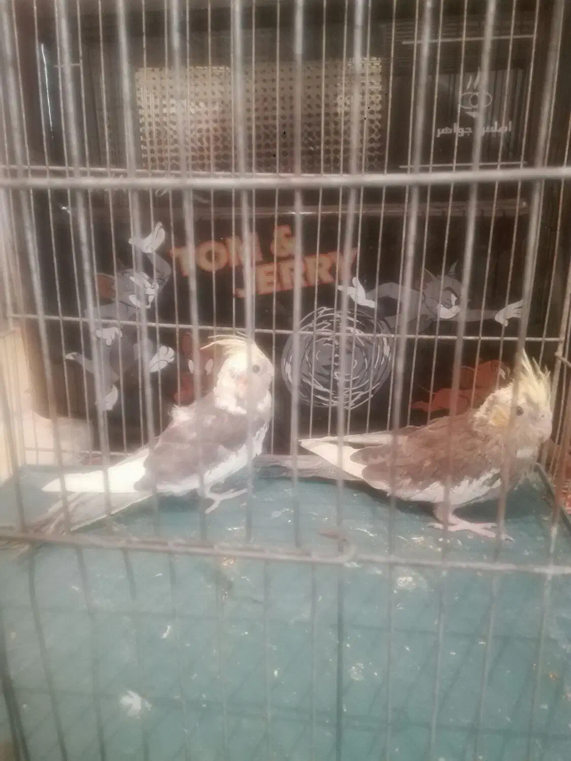 عروس هلندی|پرنده|مرودشت, دولت آباد|دیوار