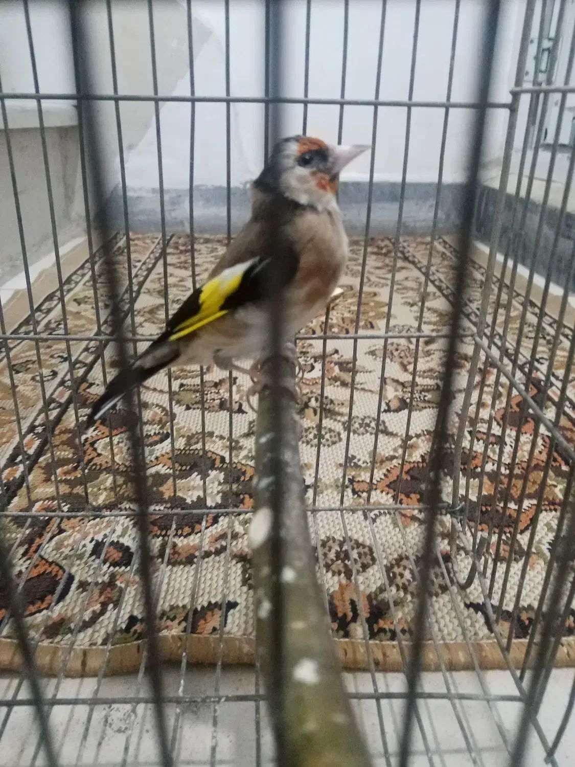 ماده سیره 3ساله جفتی|پرنده|کرمانشاه, |دیوار