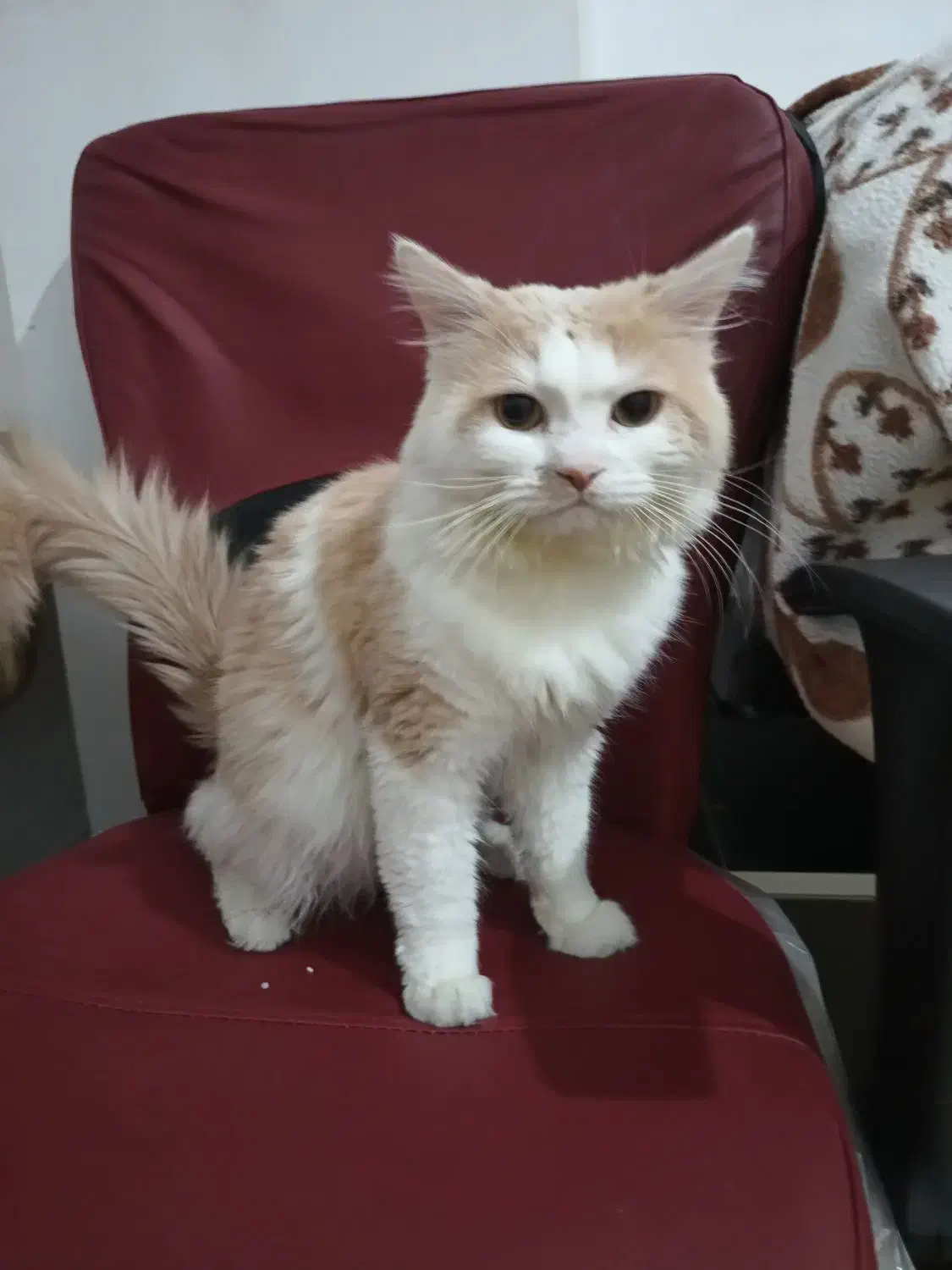 گربه نر آنکارا، ۲ ساله،  آماده واگذاری رایگان|گربه|سهند, |دیوار