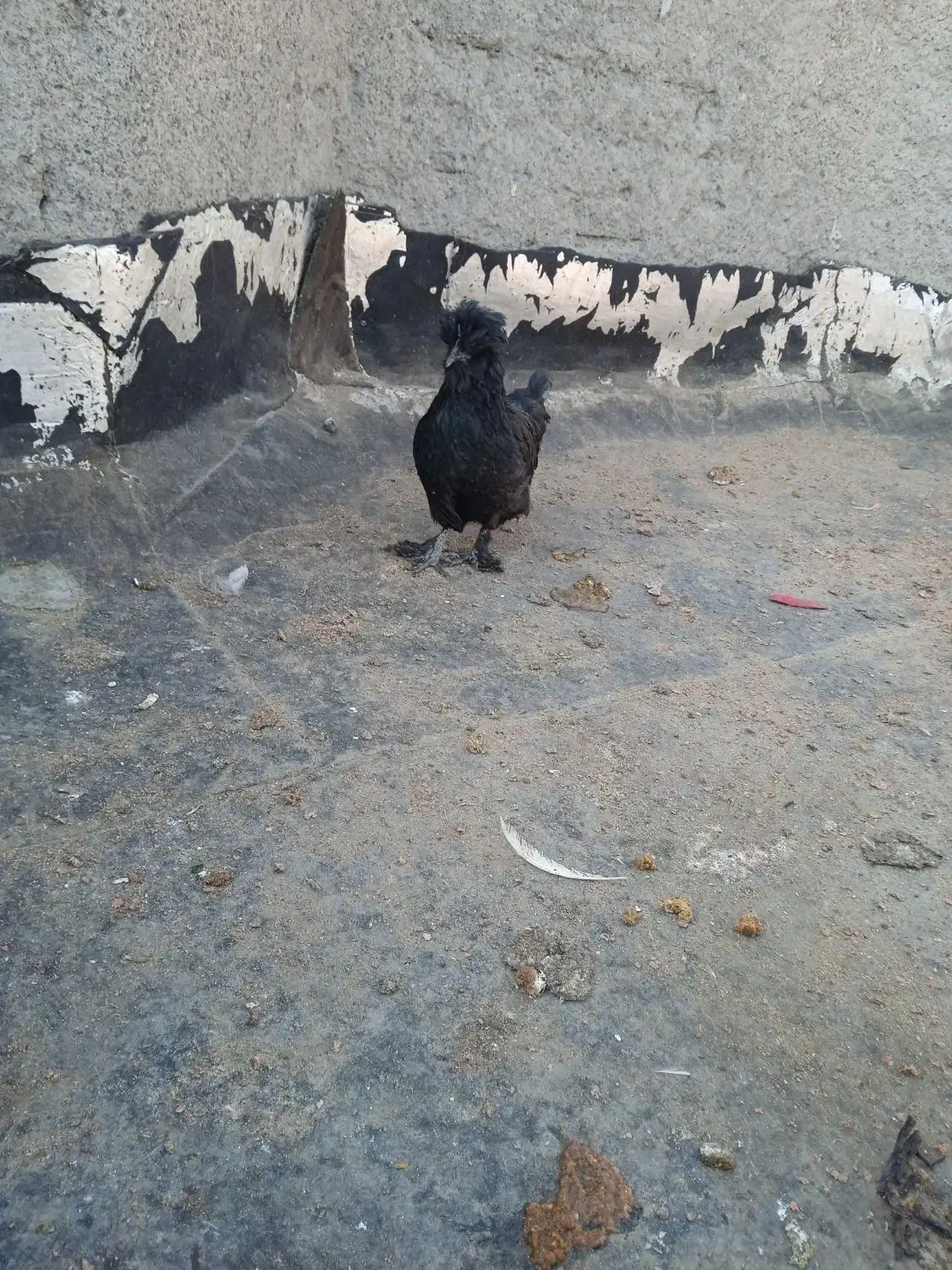 تخم نطفه دار|حیوانات مزرعه|مشهد, وحید|دیوار