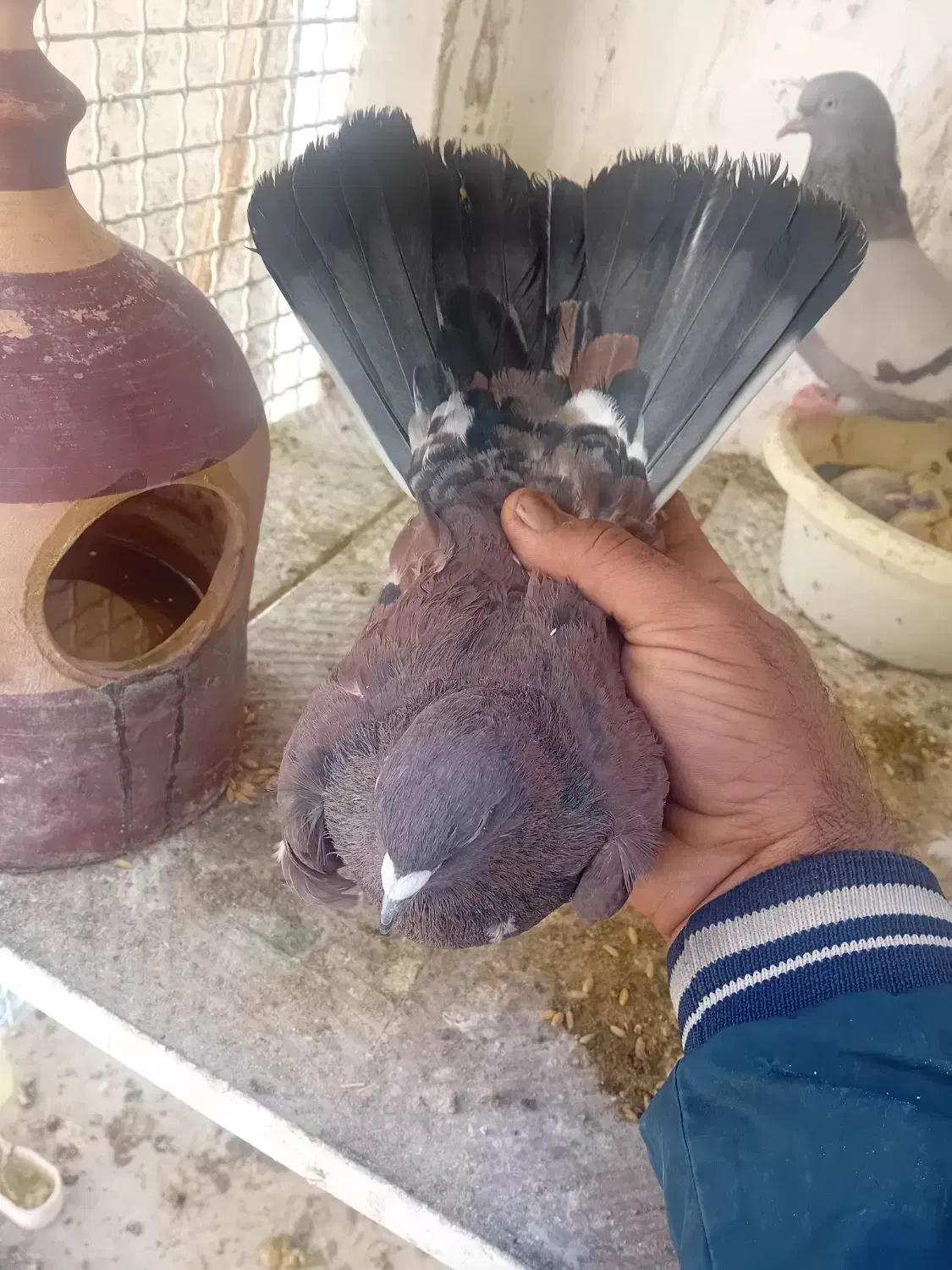 کفتره گرو|حیوانات|قم, شاه ابراهیم|دیوار