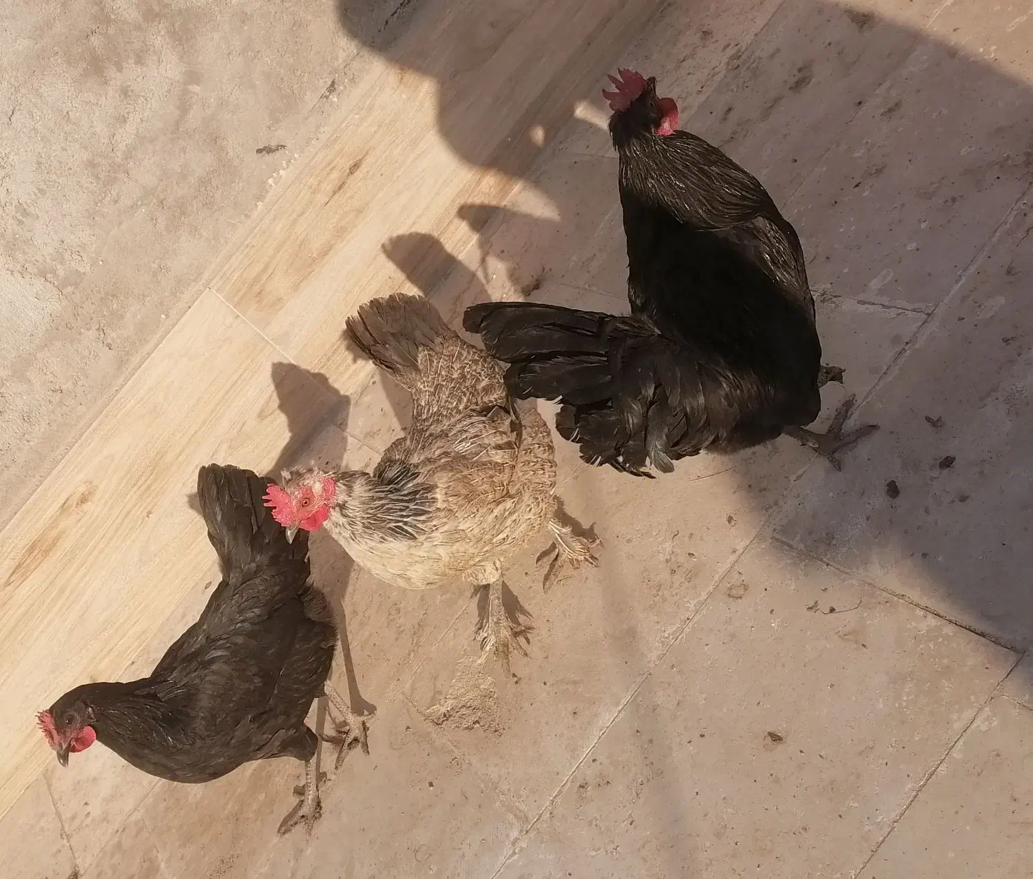 مرغ و خروس|حیوانات مزرعه|قم, ولیعصر|دیوار