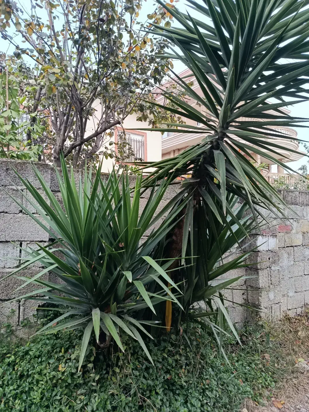 درخت یوکا|گل و گیاه طبیعی|کتالم و سادات شهر, |دیوار