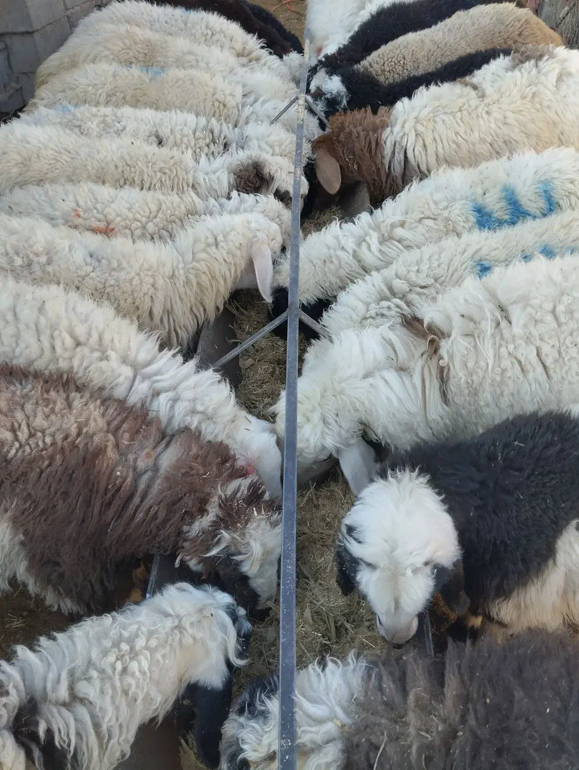 شیری بره|حیوانات مزرعه|بردسیر, |دیوار