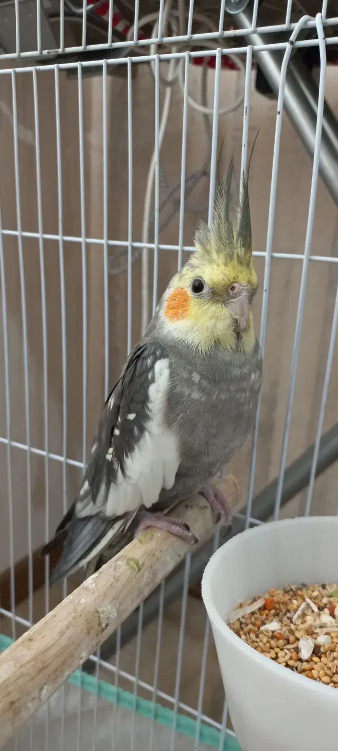 عروس هلندی دستی و رام بازیگوش|پرنده|اردبیل, |دیوار