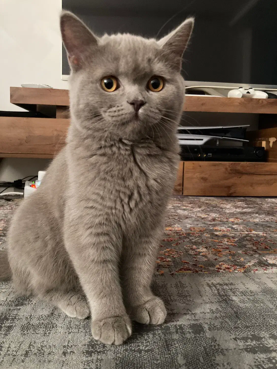 گربه بریتیش رنگ لیلاک|گربه|بندرعباس, |دیوار