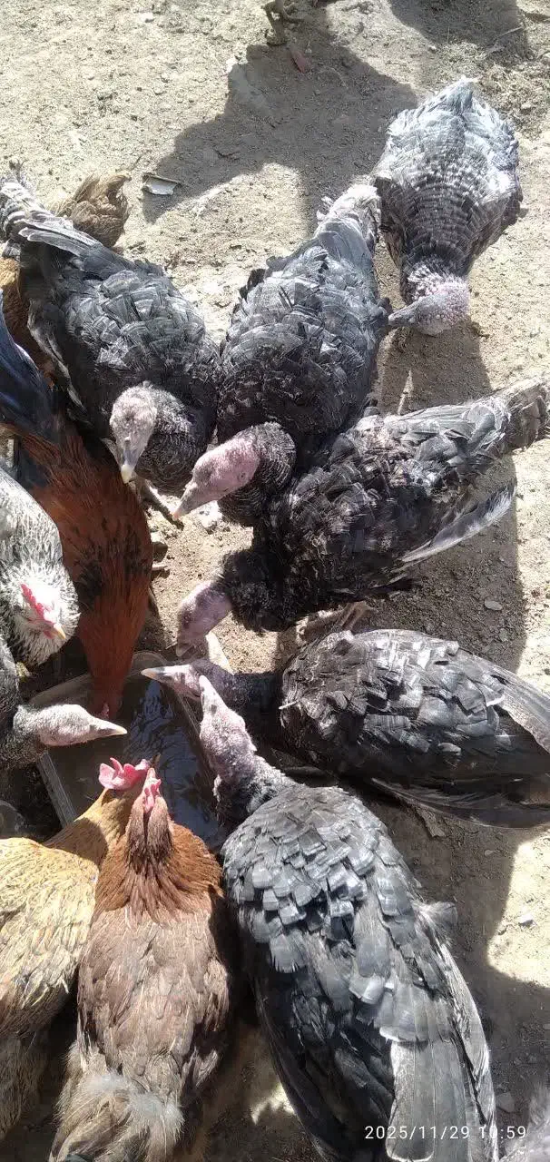 فروش تعدادی بوقلمون و جوجه مرغ محلی|حیوانات مزرعه|کمیجان, |دیوار