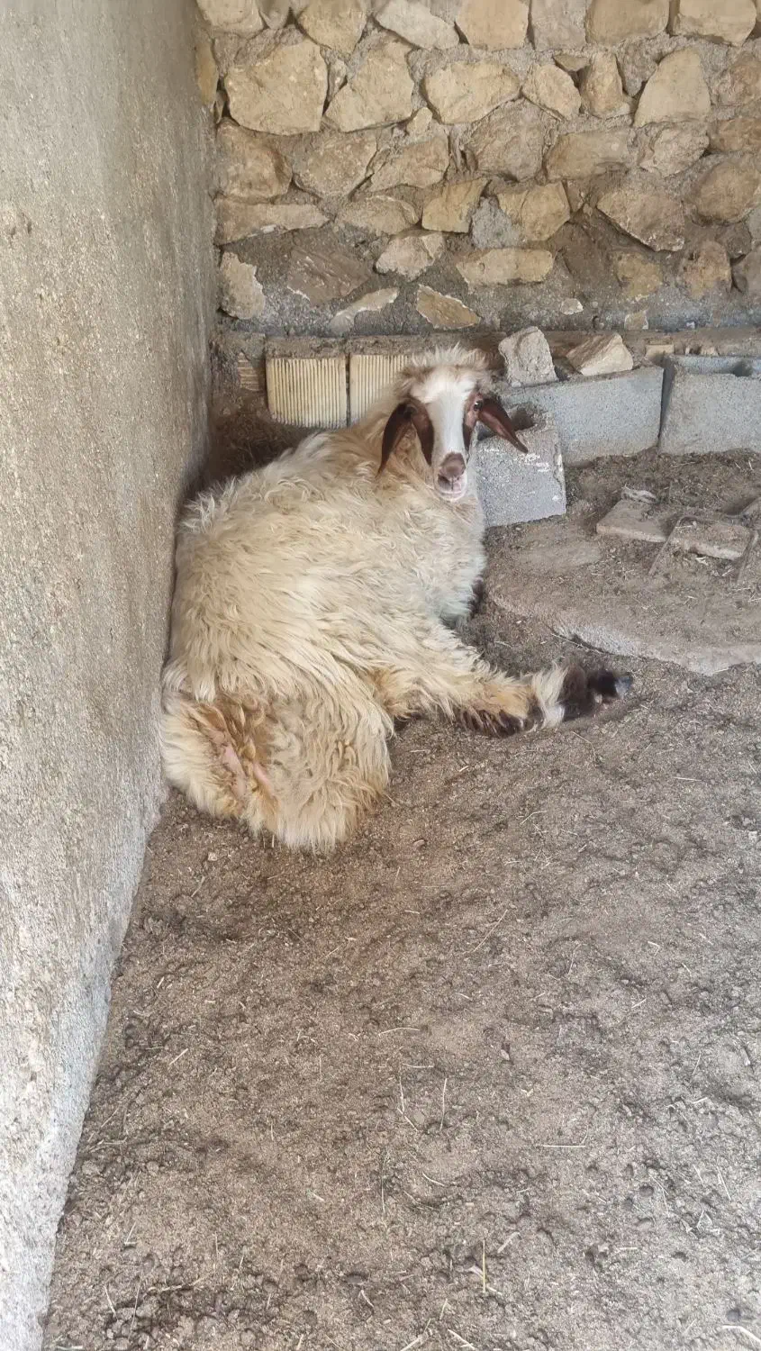 دوبره ماده|حیوانات مزرعه|خورموج, |دیوار