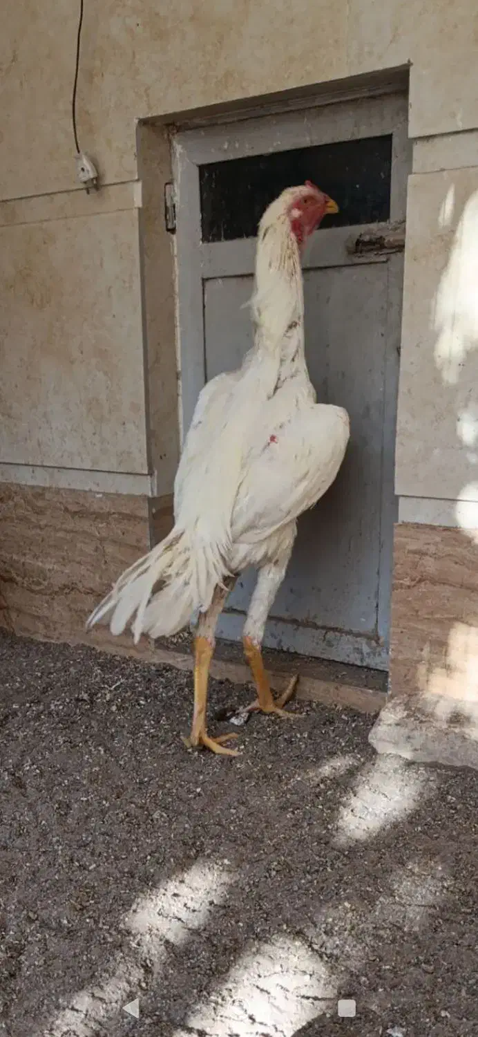 جوجه خروس لاری اوشامو|حیوانات مزرعه|تهران, سنگلج (شاپور)|دیوار