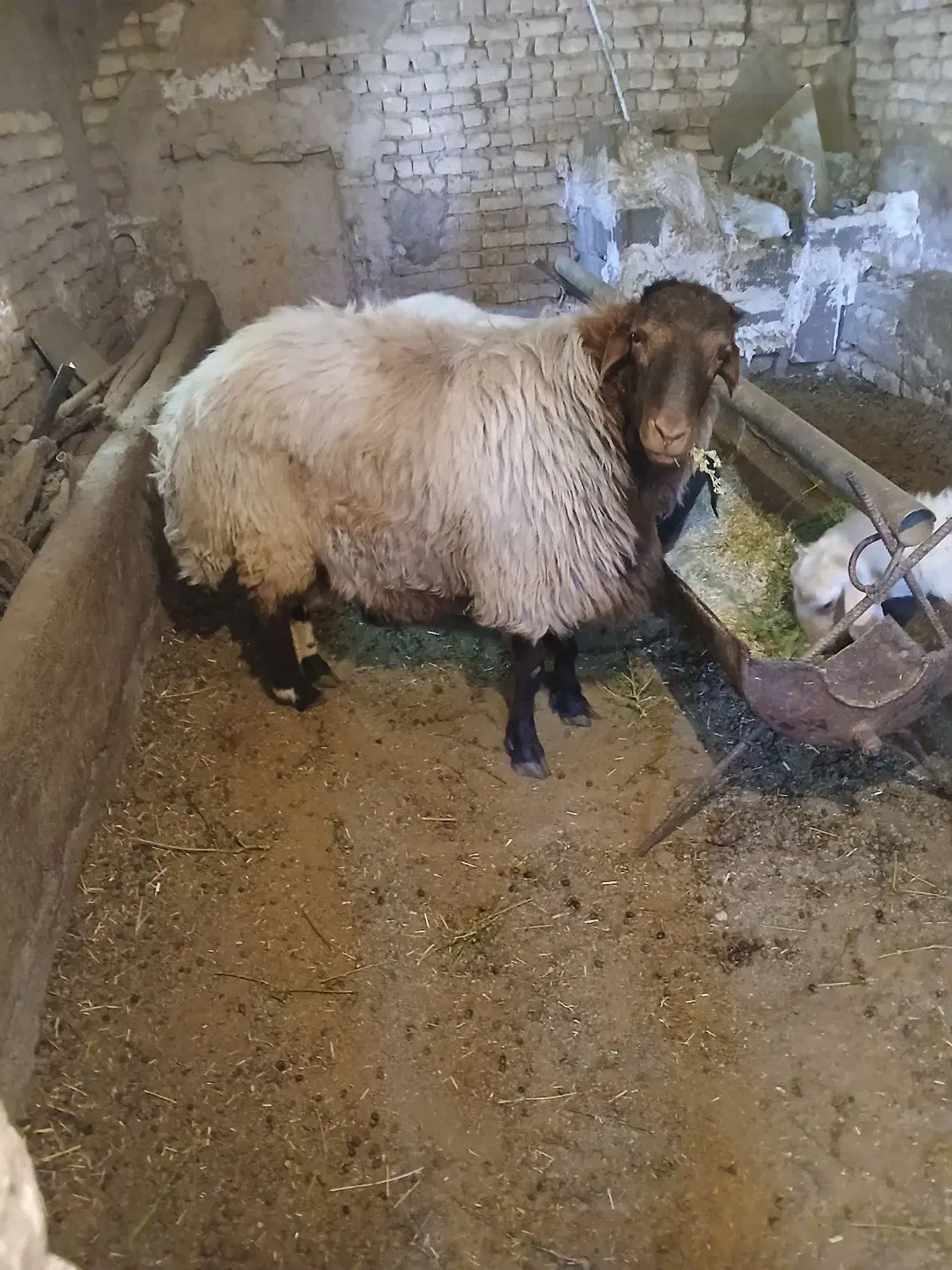 میش|حیوانات مزرعه|فریدونشهر, |دیوار