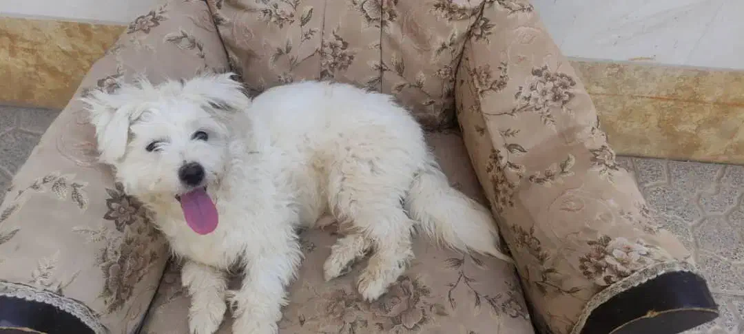 سگ پاکوتاه شیتزو تریر|سگ|هشتگرد, فاز ۱ مهستان|دیوار