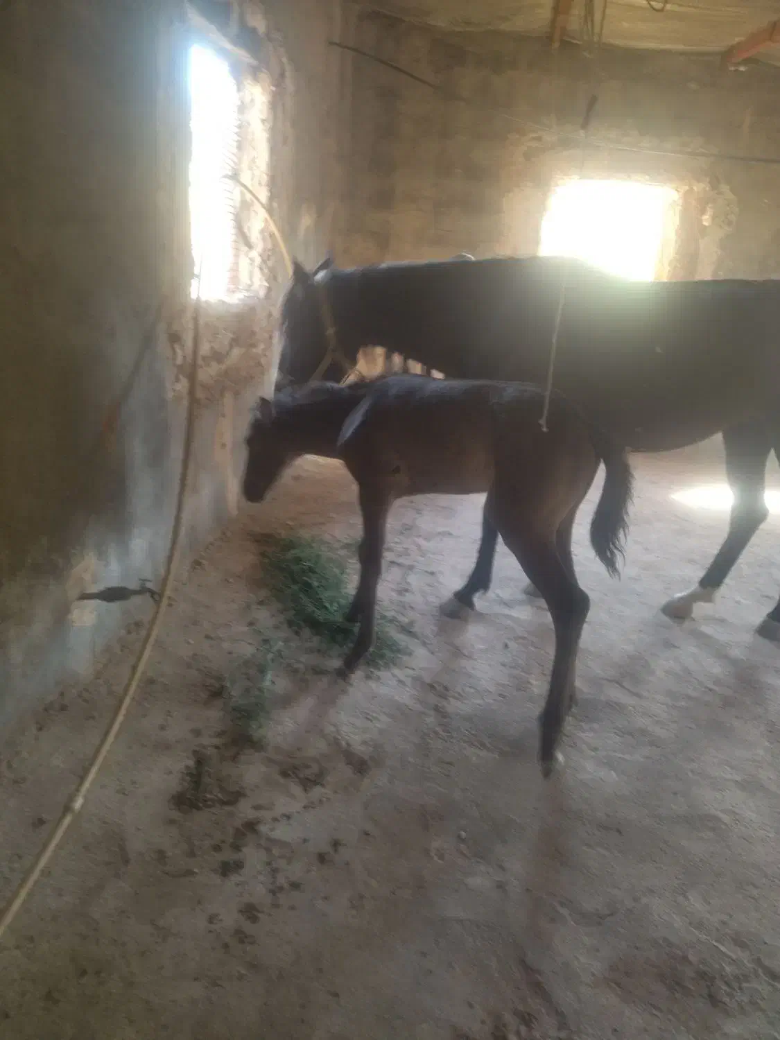 باسلام اسب مادیون یورقه فروشی|اسب و تجهیزات اسبسواری|تربت جام, جلگه موسی آباد|دیوار