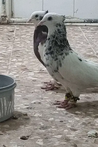 طوق سرور نروماده مولد|پرنده|شیراز, تندگویان|دیوار