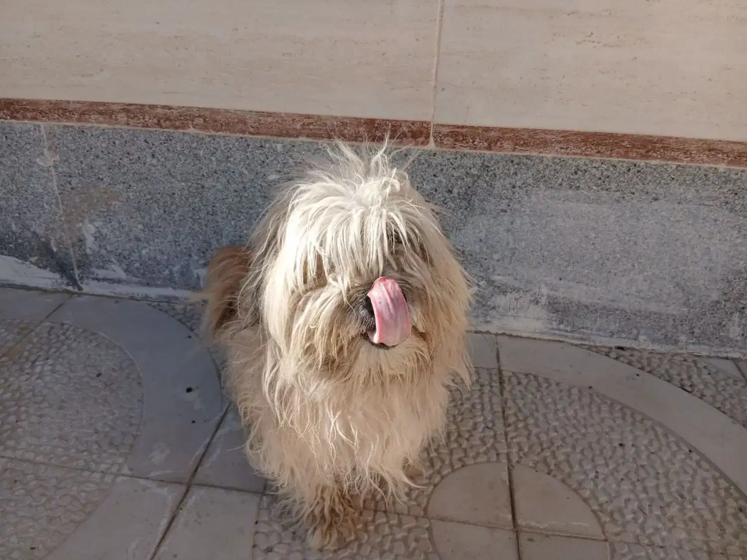 فروش سگ خانگی|سگ|شاهرود, |دیوار