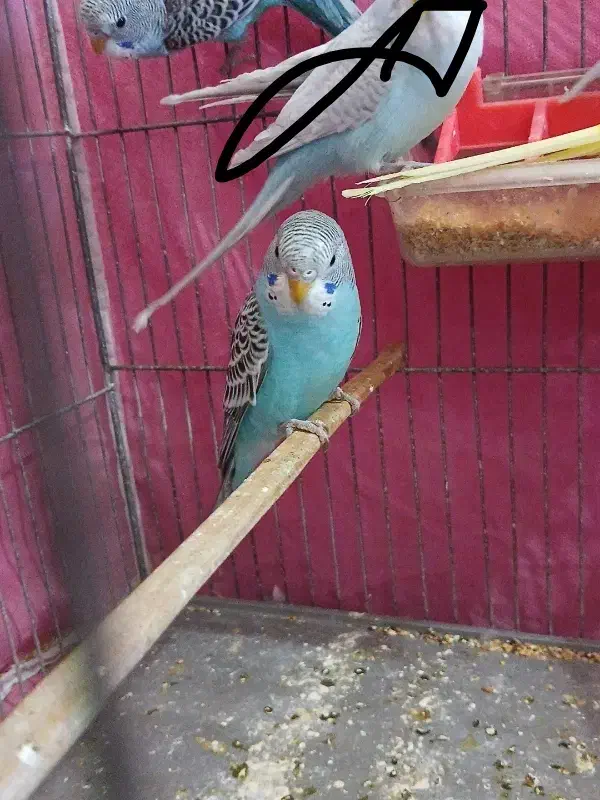 ۳عدد مرغ عشق|پرنده|بروجرد, |دیوار