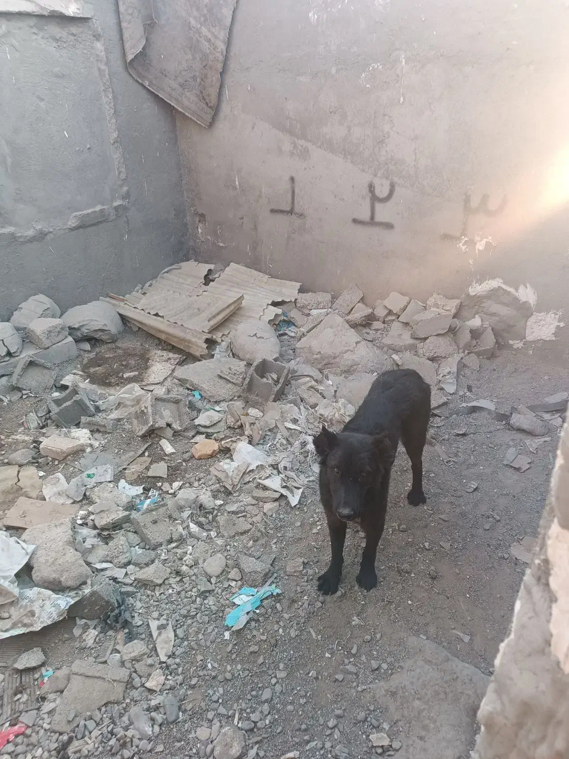 سگ قدرجونی|سگ|ورامین, ورامین|دیوار