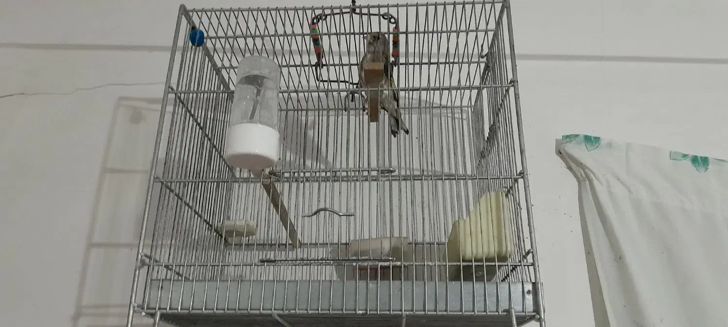 سهره|پرنده|رامیان, |دیوار