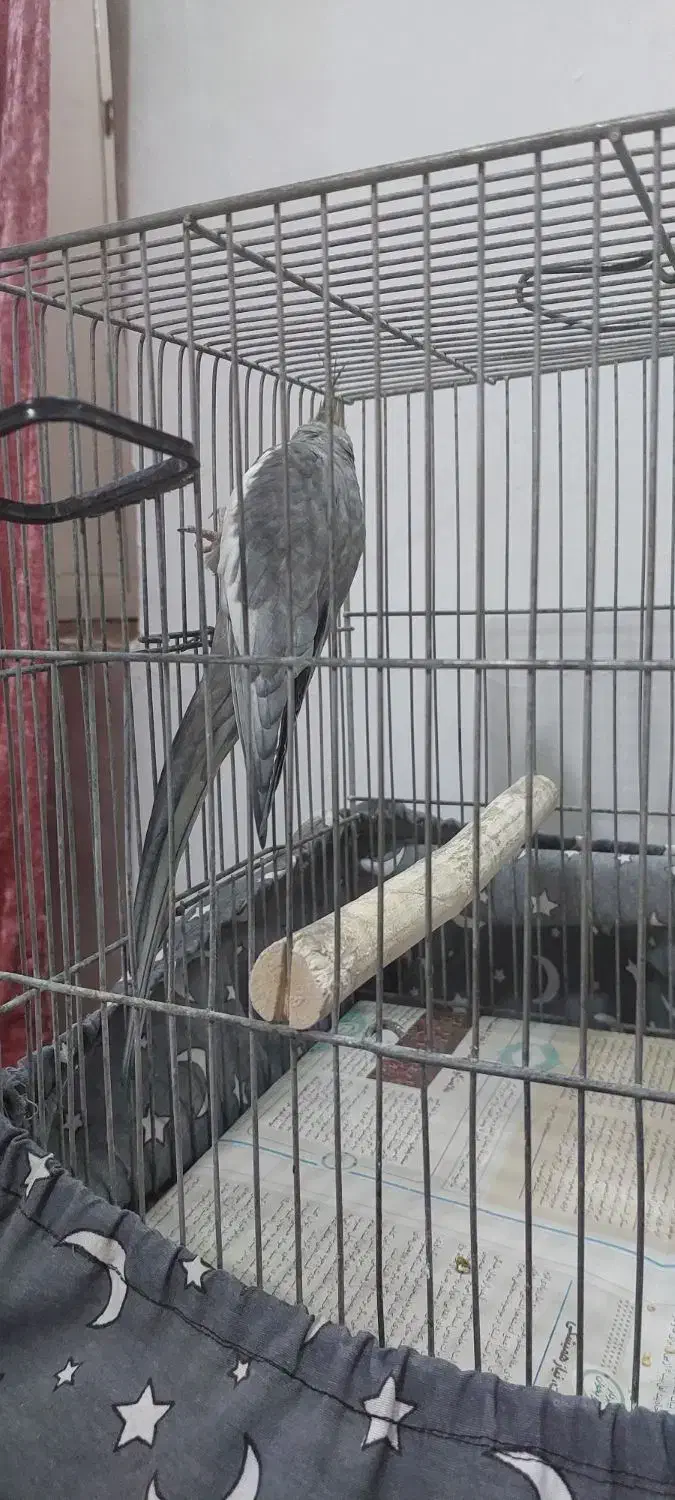 عروس هلندی سیامون نر سخنگو|پرنده|مشهد, شهید قربانی|دیوار