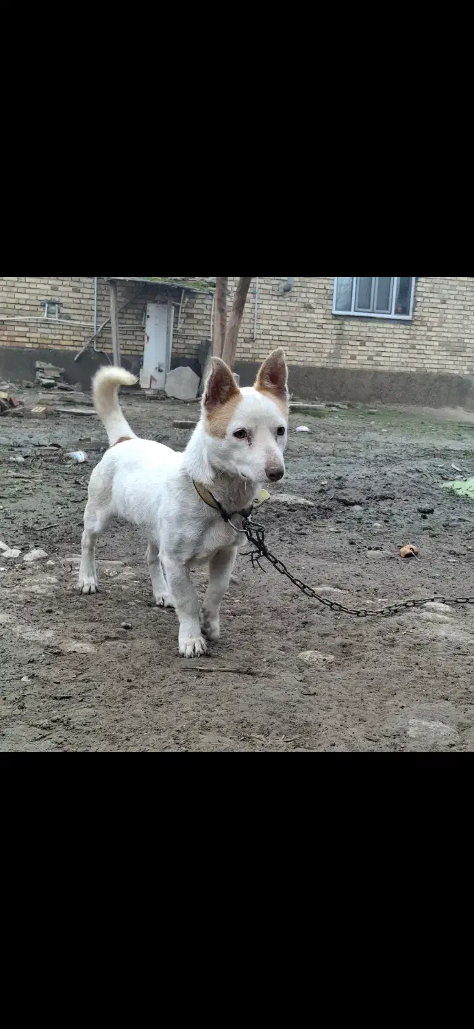 سگ پا کوتاه|سگ|گنبد کاووس, |دیوار